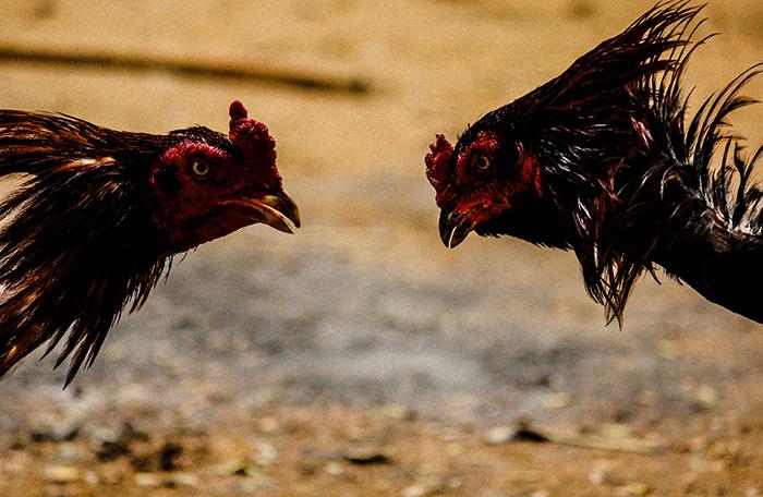 Sabung Ayam Indonesia