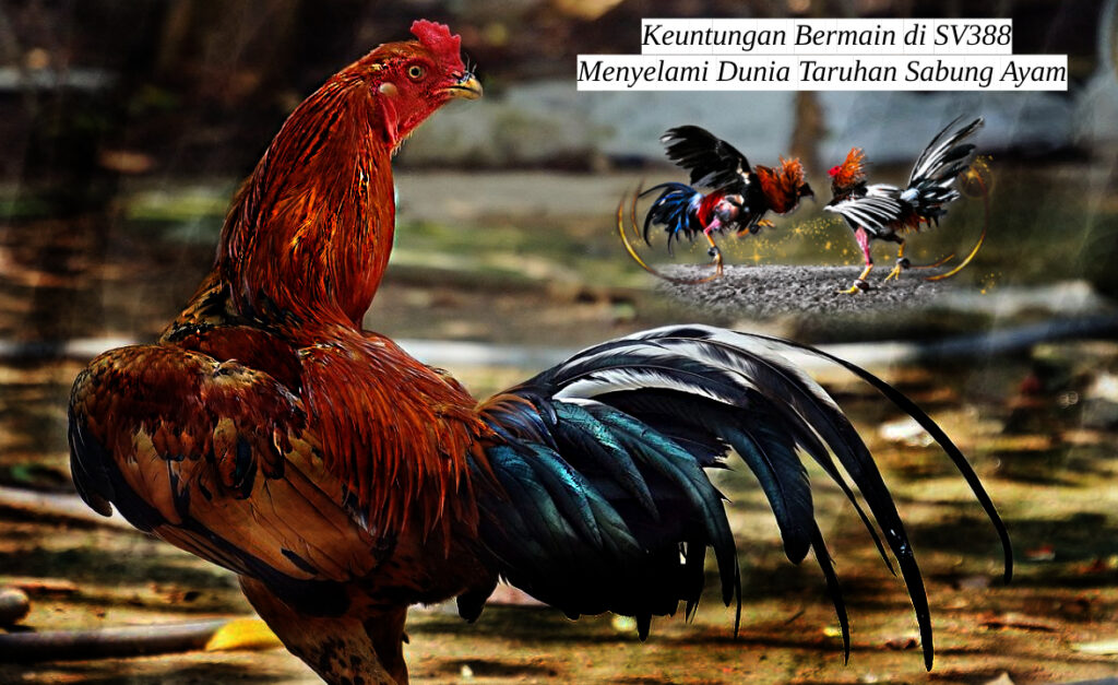 Keuntungan Bermain di SV388_ Menyelami Dunia Taruhan Sabung Ayam